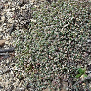 chamaesyce polycarpa